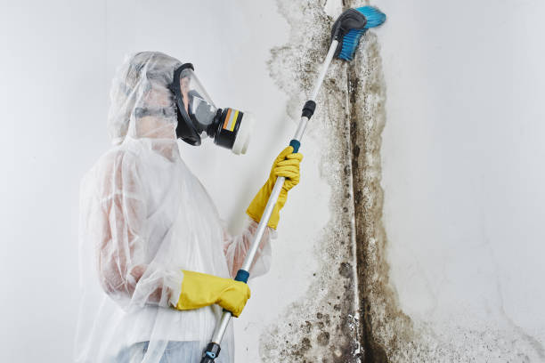 Best Commercial Mold Removal  in Elephant Butte, NM