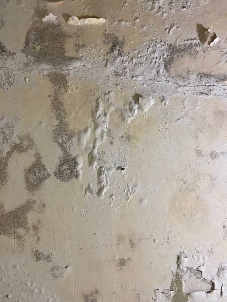 Best Residential Mold Removal  in Elephant Butte, NM