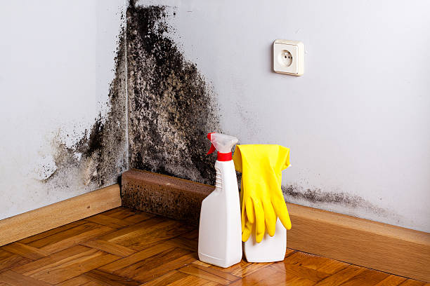 Best Mold Cleaning Services  in Elephant Butte, NM
