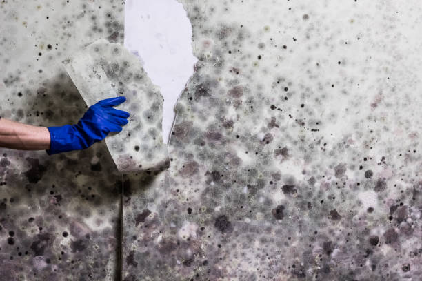 Best Attic Mold Removal  in Elephant Butte, NM